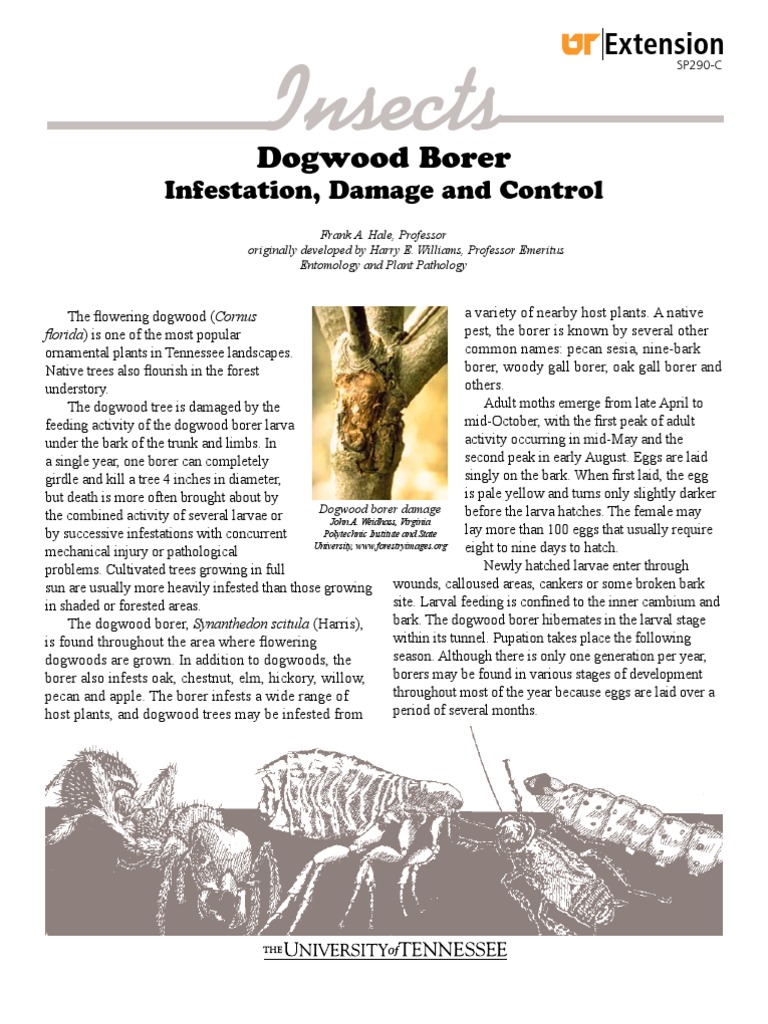 Dogwood Borer, Infestation, Damage and Control Extremlym | PDF | Trees ...