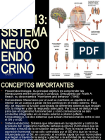 TEMA 13: Sistema Neuro Endo Crino