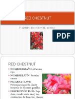 RED CHESTNUT (2) 1 Grupo Miedo