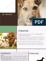 Repro Caninos Parte 1 PDF