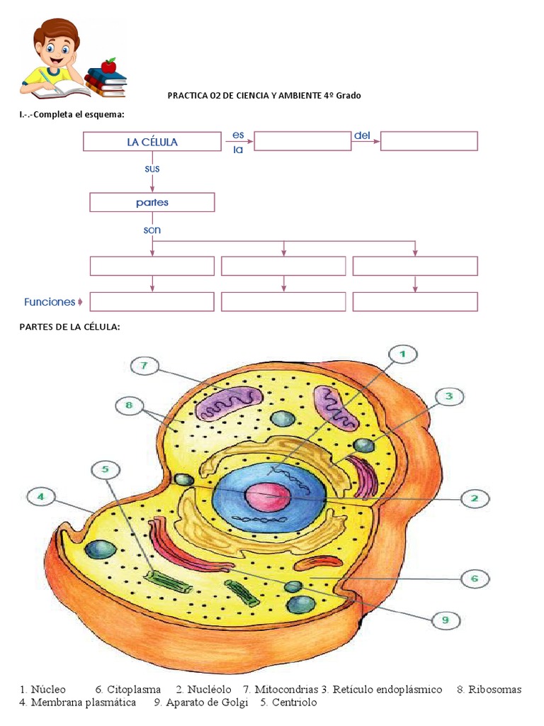 Partes y Tipos de Células para 4º Grado | PDF | Métodos y materiales de ...