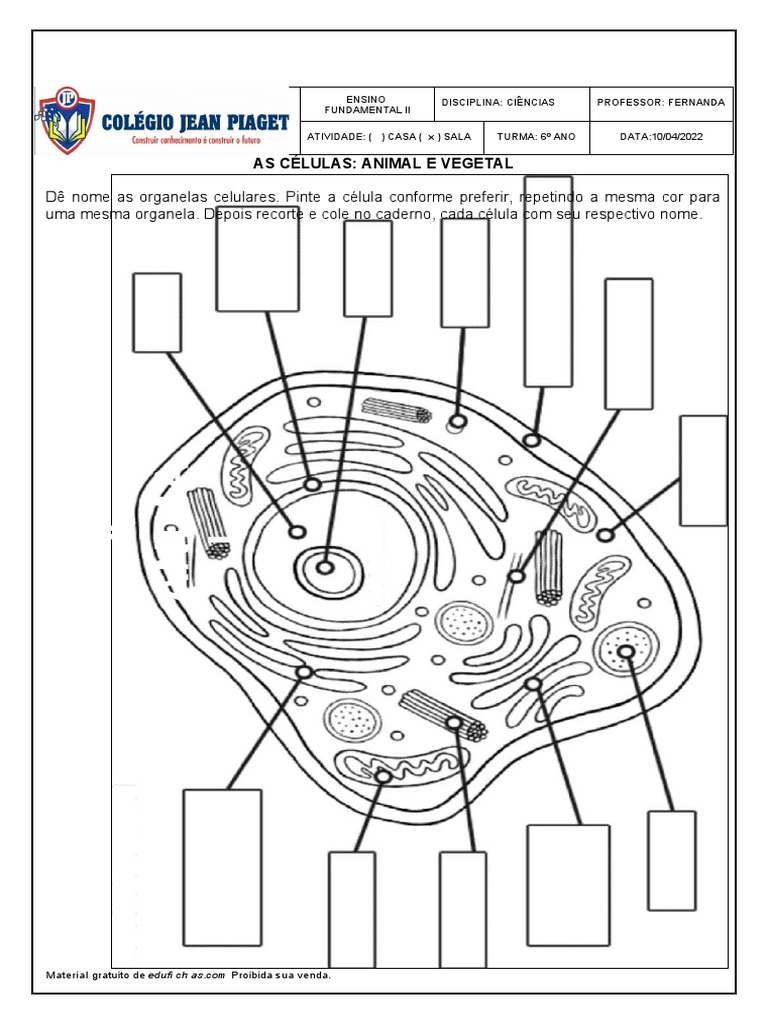 ATIVIDADE CÉLULAS ANIMAL E VEGETAL ORGANELAS | PDF
