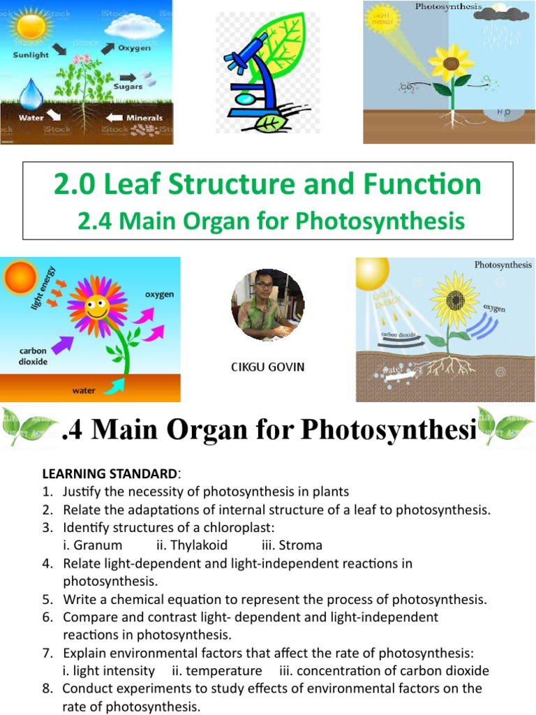 2.4 (A) Main Organ For Photosynthesis | PDF | Photosynthesis | Leaf