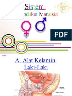 Sistem Reproduksi Manusia