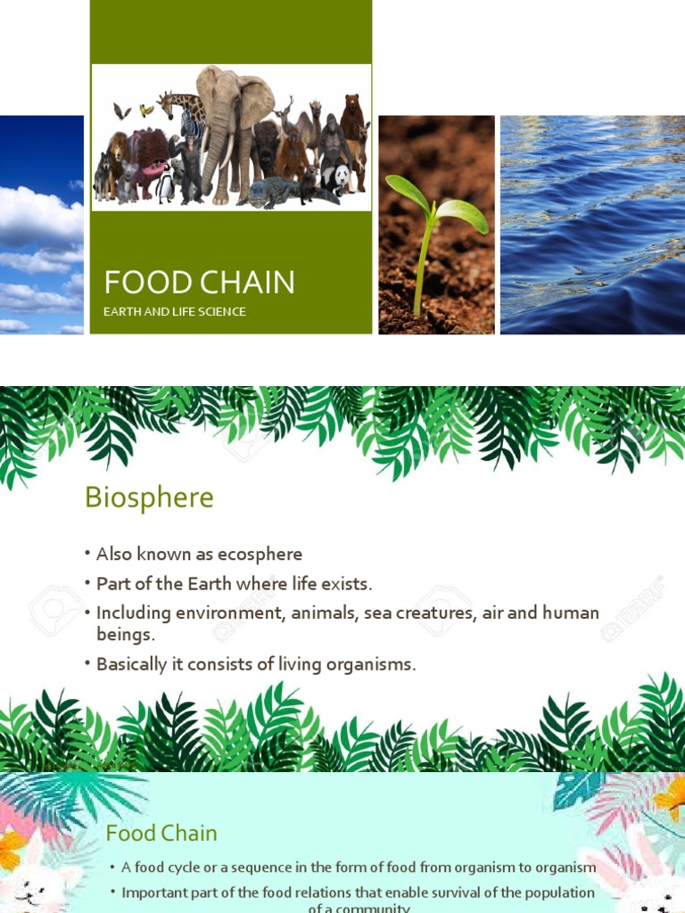Food Chain Biology Diagrams
