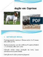 Aula 12 - FINAL Reprodução Caprinos e Ovinos PDF