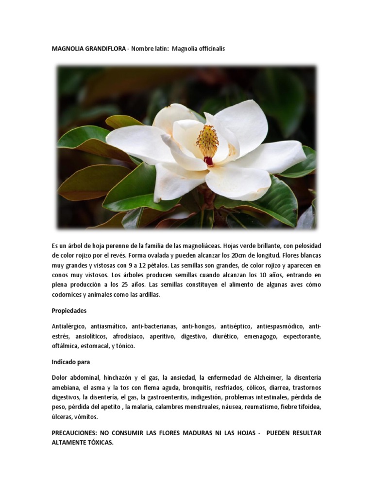 Magnolia Grandiflora | PDF | Acetilcolina | Corticosteroides