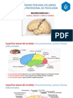 Cisuras, Lobulos y Corteza Cerebral PDF