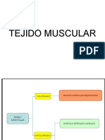 TEJIDO MUSCULAR