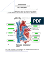 Tarea Circulatorio