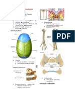 Articulações