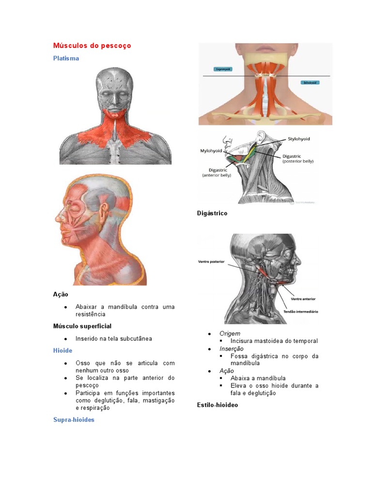 Músculos Do Pescoço Pdf Sistema Locomotor Sistema Esquelético