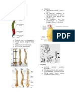 Coluna Vertebral