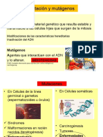 Mutágenos en Células Somáticas 23B