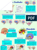 Ventrículos Cerebrales