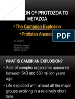 Evolution of Protista to Metazoa: The Cambrian Explosion and Protistan Ancestry