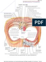 Intercostal Anatomy