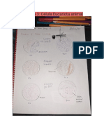 Célula Eucariota animal Práctica 3