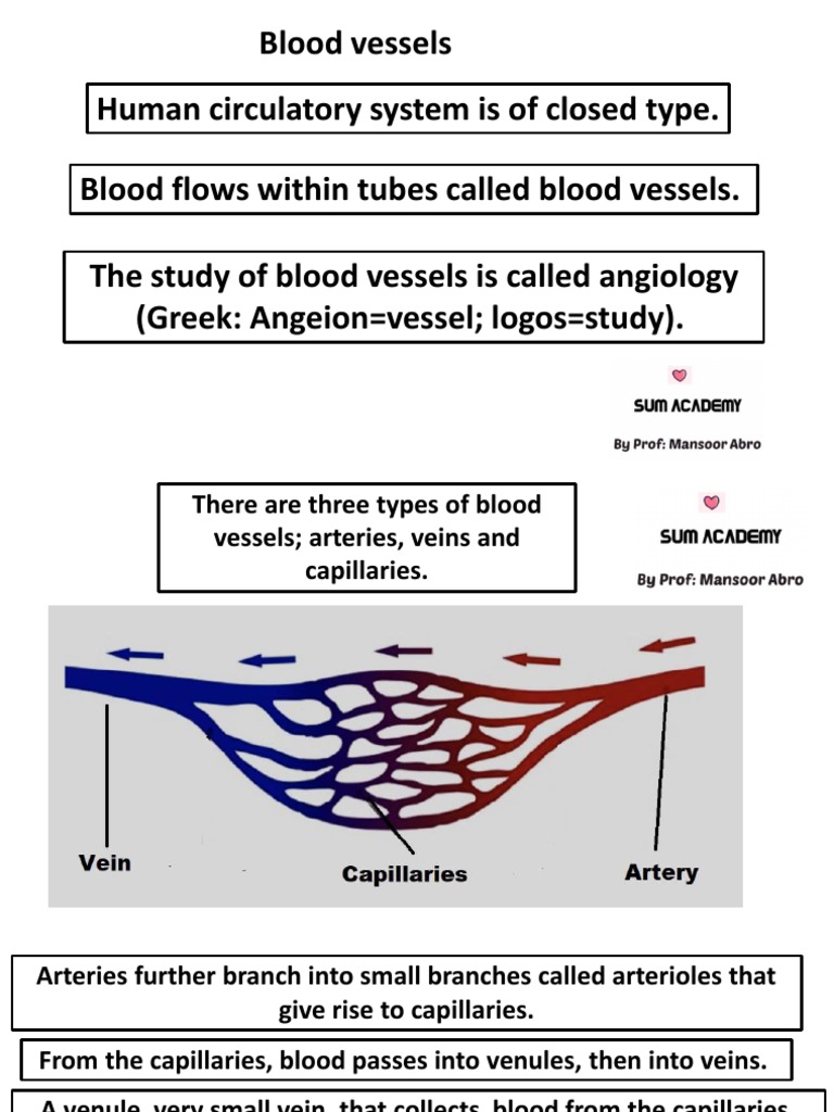 UNDERSTANDING BLOOD VESSELS visual data 7