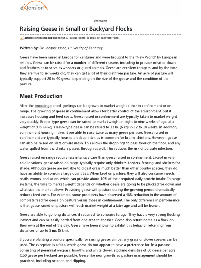 Raising Geese for Meat and Down | PDF | Weed | Goose
