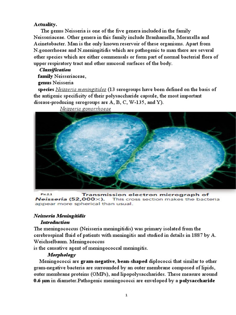 Neisseriaceae Family PDF Lipopolysaccharide Diseases And Disorders