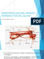 3 - Aparato Reproductor Hembra y Macho