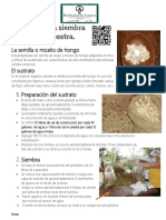 Pasos para La Siembra de Hongo Ostra, Fot PDF