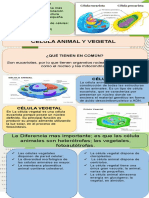 Infografias Botanica