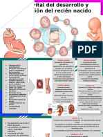 2 - Ciclo Vital Del Desarrollo Prenatal