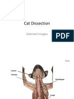 Cat Dissection-Selelcted Images PDF