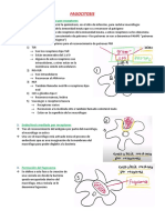 Fagocitosis y PRR