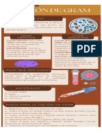 Infografía Tinción de Gram