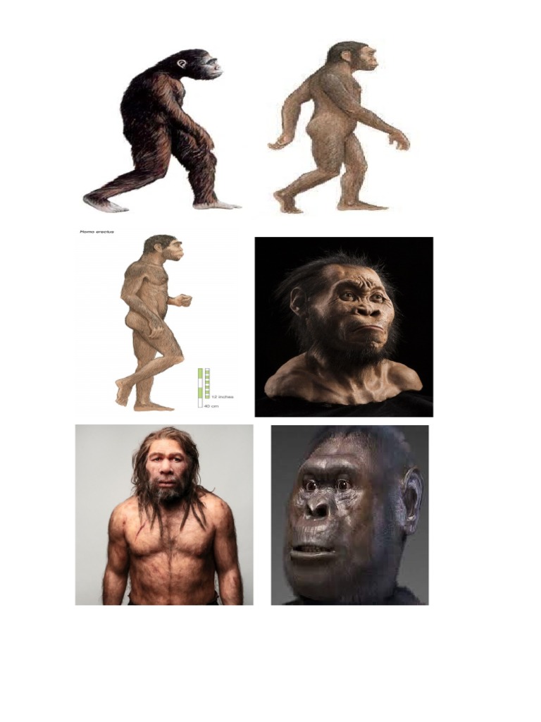 Homos | PDF