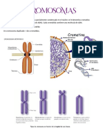 Cromosomas y Ciclo Célular