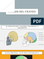 Huesos Del Craneo (Tema 3)