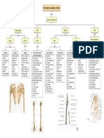 Osteología Del Miembro Superior