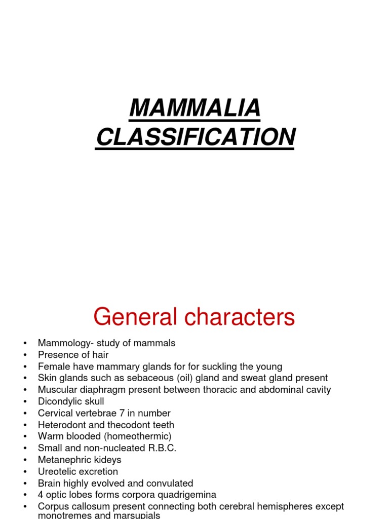 Mammalian Order | PDF | Marsupials | Mammals