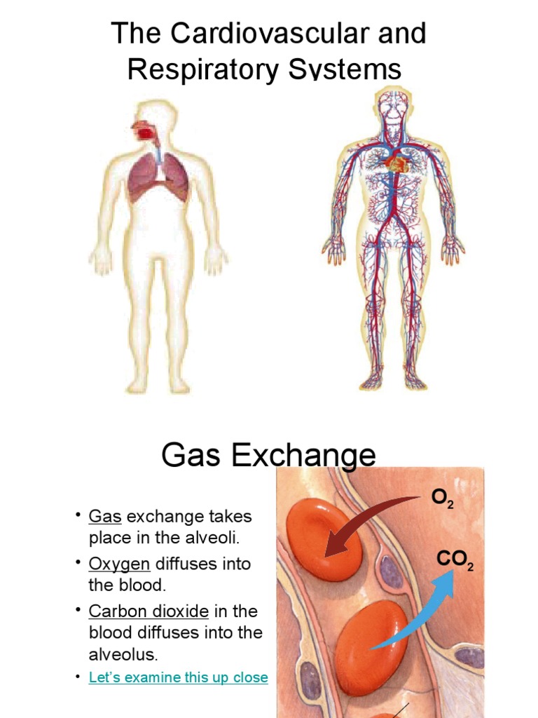 Understanding Cardiovascular and Respiratory Systems | PDF ...