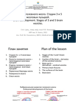 Brain development. Stages 3-5 vesicles (1).pdf