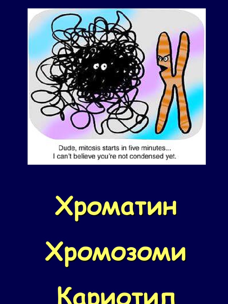 Хроматин Хромозоми Кариотип | PDF