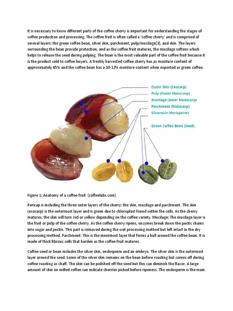 The Coffee Fruit Is Often Called A PDF Coffee Crops