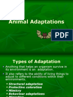 Animal Adaptations 1
