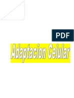 Adaptacioncelular 110426010106 Phpapp02