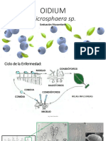 Evaluación de Oidium en Arándano PDF