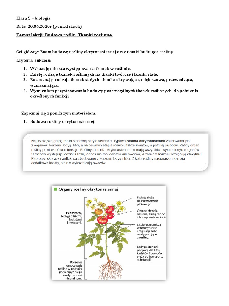 Biologia Klasa 5 Tkanki I Organy Roślinne Sprawdzian Biologia Klasa 5 Tkanki Roślinne PDF | PDF