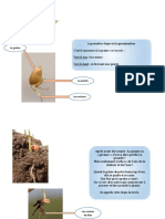 Annexe 2 - de La Graine À L'épi