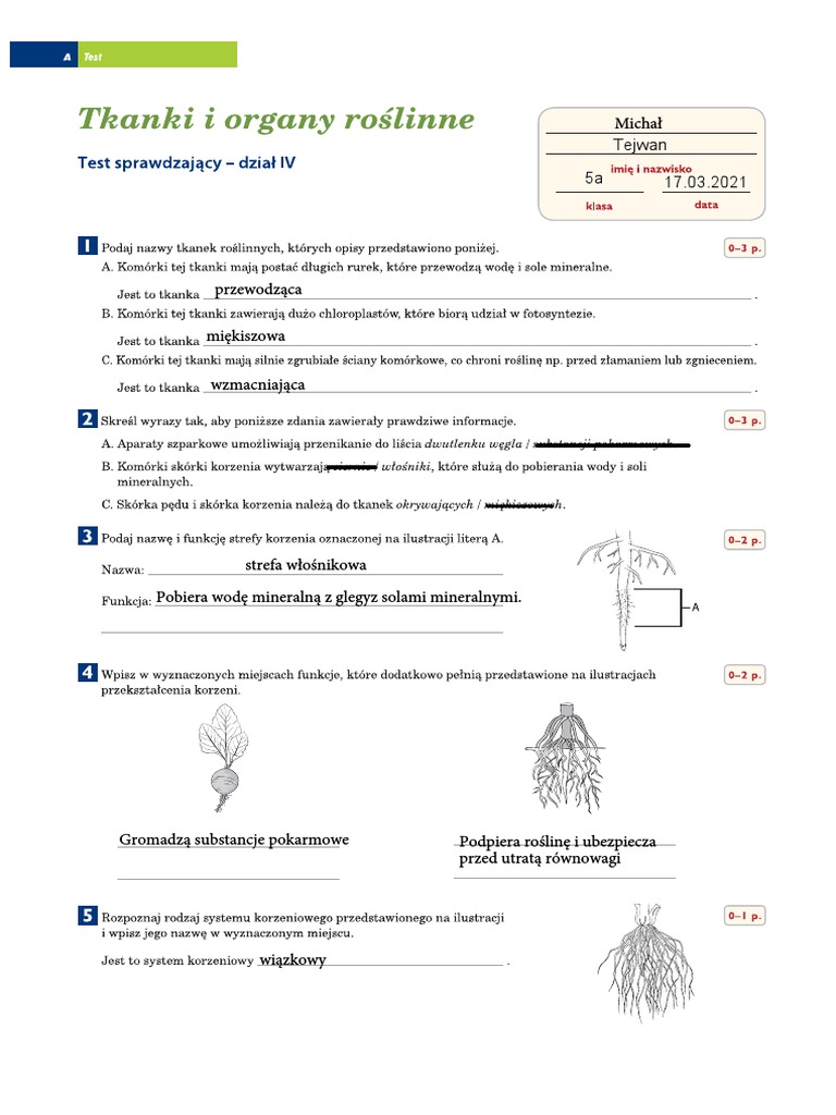 Sprawdzian Z Biologi Klasa 5 Tkanki I Organy Roślinne