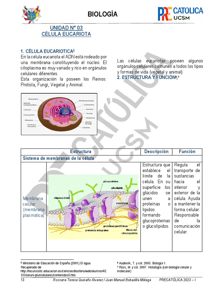 Estructura y Función de Células Eucariotas | PDF | Biología Celular ...