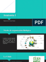 Anatomía Organización PTTX PDF