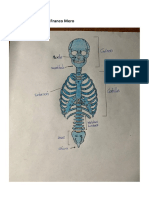 Esqueleto Axial